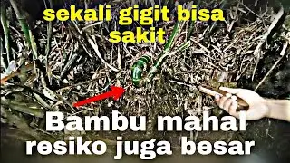 7 Bambu Unik  Bambu Unik Asli Alami