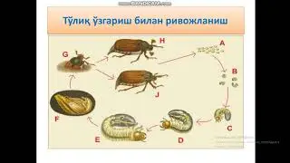 Трахеялилар-Tracheata кенжа типи. Ҳашаротлар-Hexapoda (Insecta) синфи.