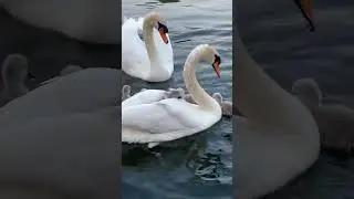 Cygnet|Swan family 🐥🐥🐥|Aj Fam Uk|Uk Diaries