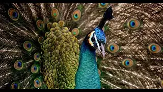 The Complete Peacock Life Cycle: Egg to Icon