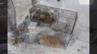 Cat Rescue