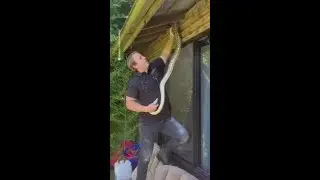Snake handler's tough battle removing carpet python from roof