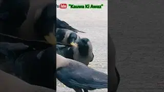 Hungry Crow Sounds 🐦&zwj;⬛🐦🫓| Crow Sounds 🐦&zwj;⬛🌳🐦🥪|