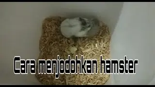 Cara menjodohkan hamster - hamster campbell