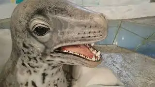 香港海洋公園南極奇觀 Hong Kong Ocean Park South Pole Spectacular