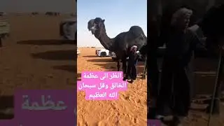 #religion Look at the most expensive types of camels and say, Glory be to God Almighty
