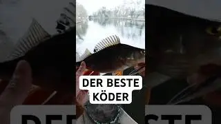 Barsch und Zander LIEBEN diesen K&Ouml;DER | Dropshot angeln im Winter #angeln #barsch #zander #angeltip