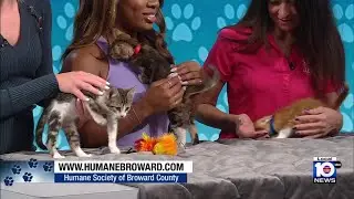 Adopt A Pet: Meet the cutest trio
