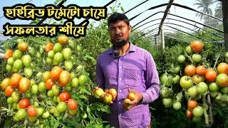 বারি-৮ জাতের টমেটো চাষে ২৭ শতকে এক সিজনেই পাঁচ লক্ষাধিক টাকা আয় || টমেটো চাষ পদ্ধতি।