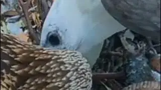 ✴️✴️ SEA EAGLE LIVE.. 2 Chicks close view )). Kids high hoover ✈️✈️. Mom flies in w fish 🦈. 10.2025.