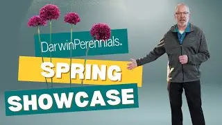 Darwin Darwin Perennials Spring Showcase 4k