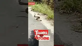 কি আজব, #snake #cobra #nature #wildlife #animals #word #funny #movie #google #discovery