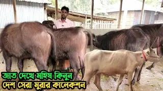 দেশ সেরা মুররার কালেশন | কনক ভাই মানেই সেরা কালেকশন | কম দামে মহিষ বিক্রি 