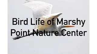 Bird Life of Marshy Point Nature Center