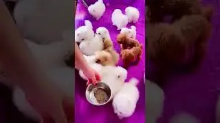 最可爱的小狗宠物很漂亮 #shorts #28515