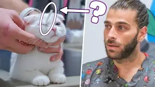У этой кошки нет слез! (Диагностика и лечение синдрома сухого глаза)