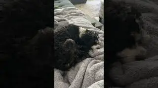 Loki the Cavapoo's Power Nap!