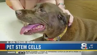 Stem Cell Therapy for Pets