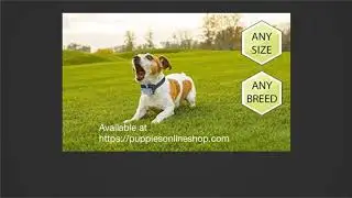 The Downtown Pet Supply No Bark Control Collar