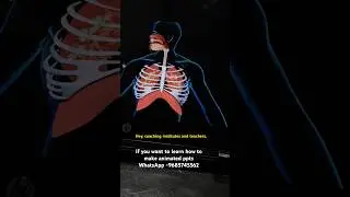 Animated Powerpoint presentation of human respiratory system
