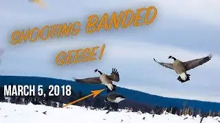 Shooting Banded Geese With No Blinds | 3 Man Limit
