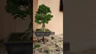 BONSAI BOUGENVILLE. #bonsai #decorativeplants #tutorialbonsai #bonsaiviral