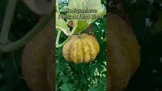 Honigmelone Prescott fond Blanc #melon #garden #garten #tomato #2024