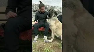 Собака с проблемными задними лапами выброшена на улицу! #собака #большаясобака #короткоевидео