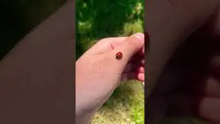 Божья коровка укусила