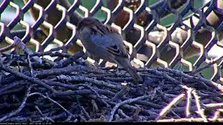 Male House Sparrow Close Up on the Weill Cornell Hawks Nest &ndash; Oct. 4, 2017