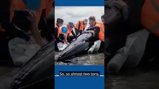Whale Tales Podcast 077: Project Jonah