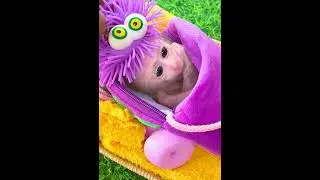 Smart Monkeys That Will Blow Your Mind