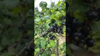 Смородина🫐🫐 #смородина #2024 #life #youtube #nature #love #uk #украина #лайк #video #like #1k