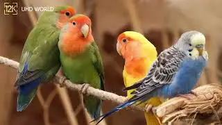 Winged Wonders: A Birdwatcher's Delight