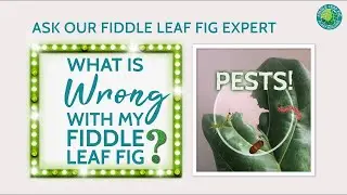 What's Wrong With My Fiddle Leaf Fig - Pests Episode | Fiddle Leaf Fig Plant Resource Center