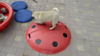 Малышка Сенна из питомника Himmell Vahe