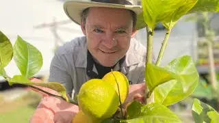 Benefits of Growing Dwarf Fruit Trees