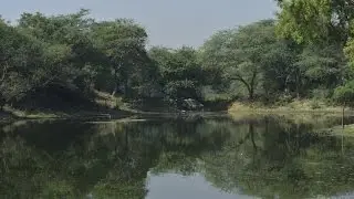 Sanjay Van | New Delhi | 800 Acres | Haunted Place | Forest | Flora | Fauna | Explore India|