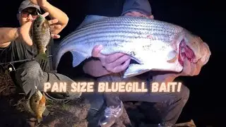 The Secret Into Catching Monster Striped Bass! #2024 #fishing #love #youtube #bass #food #life