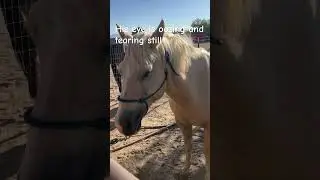 Poor Dusty is a little better