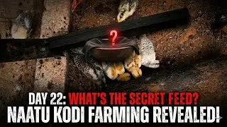 Naatu Kodi Farming Day 22: Feed Management & Growth