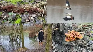 Wild nature in Belgium, mushrooms, birds, lakes