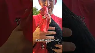 Did I Just Create A New Chicken Breed?