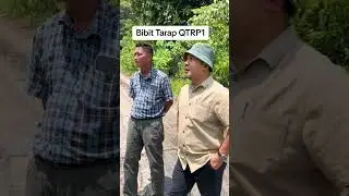 [2/2] Tarap Varieti QTRP1, Bah mari kita menanam Tarap gais.. Onsoi & Monsoi