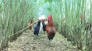 Free Range Desi Poultry Farming & Plantation
