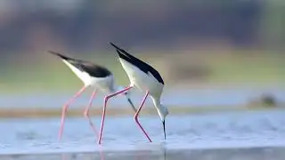 Black wing Stilt feeding