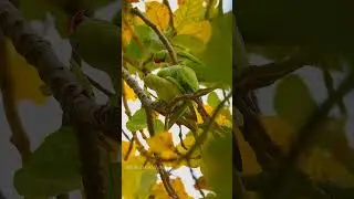 Birdwatching Delight: Stunning Parrots on a Tree #parrot #nature #birds #talkingnature #lovebirds