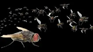 FLY free Overlay on Black Screen