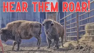 BISON GRUNTING after being caught
