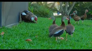 Ducks Mating in front of an audience // Patos apareando frente a un p&uacute;blico #ducksmating
